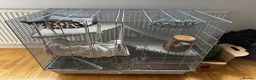 Rat rodents for sale: Pair of female rats  - Advert 2