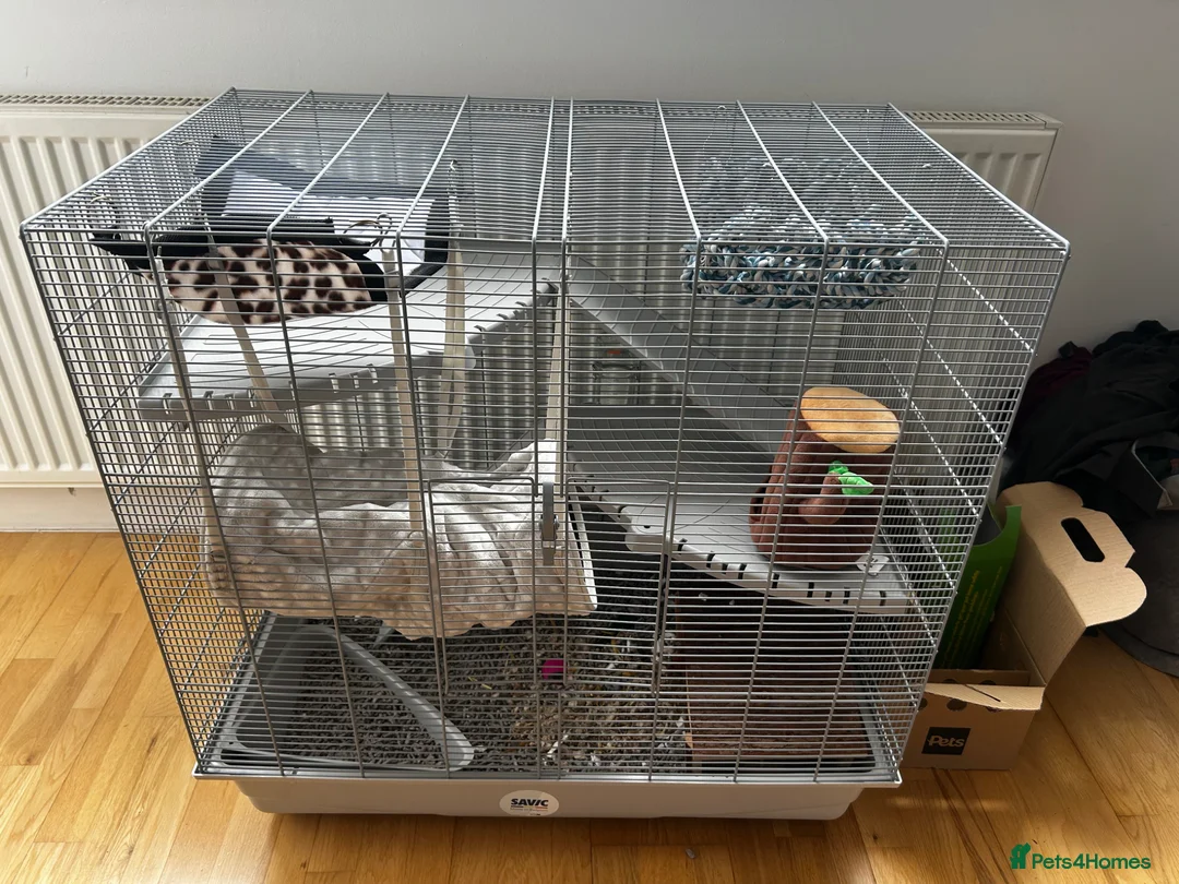 Rat rodents for sale: Pair of female rats  - Advert 2