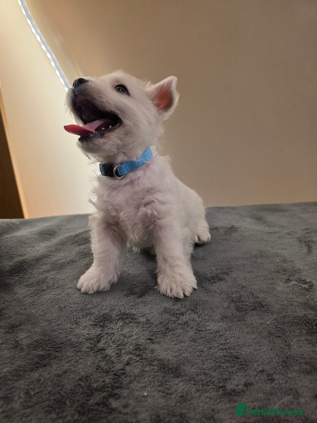 West Highland Terrier dogs for sale: Pure Westies Kc registered  - Advert 16