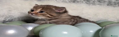 British Shorthair Kitten 1