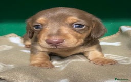 Dachshund dogs for sale: 3 beautiful/stunning dachshund puppies   - Advert 2