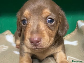 Dachshund dogs 3 beautiful/stunning mini dachshund puppies - Advert 5
