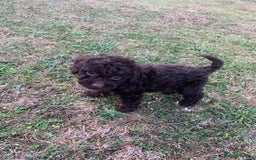 Cockapoo dogs for sale: Stunning F1B Cockapoo puppies  - Image 13