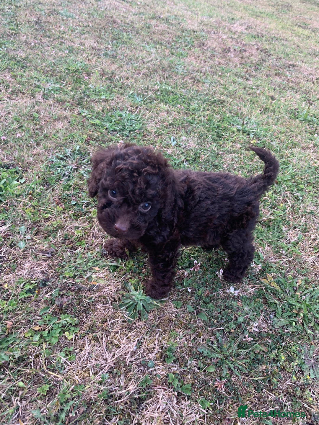 Cockapoo dogs for sale: Stunning F1B Cockapoo puppies  - Image 13