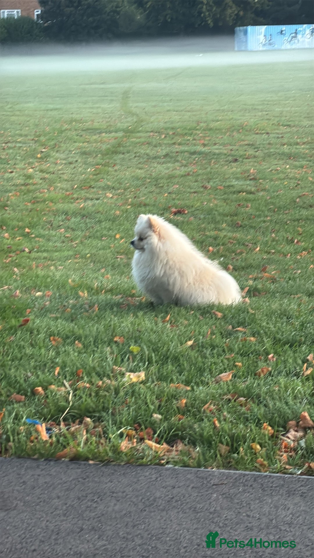 Pomeranian dogs for stud: Pomeranian for stud - Advert 2