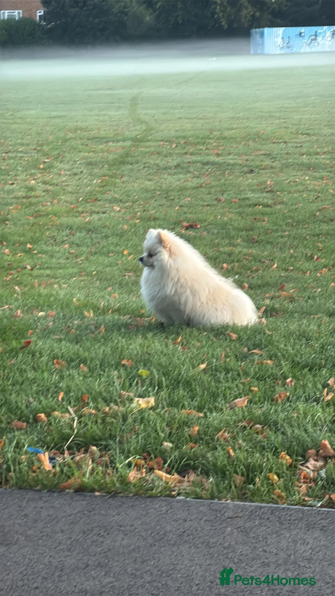 Pomeranian dogs for stud: Pomeranian for stud - Advert 2