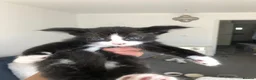 Mixed Breed cats for sale: 1 boy 1 girl tuxedo kittens in Arlesey - Advert 4