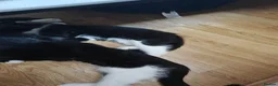 Domestic Shorthair cats for sale: Thunder and lightning  - Advert 10