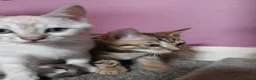 Bengal cats for sale: ✨Bengal Kittens Ready 17th June✨ - Advert 23