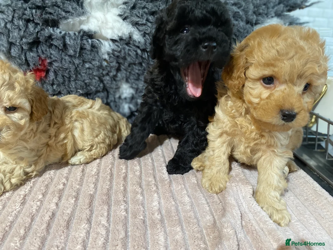 Toy Poodle dogs for sale: Toy Poodles KC Registered Health Tested Parents - Advert 4