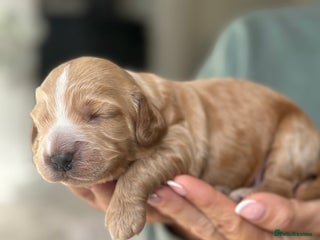 Cockapoo dogs for sale - Advert 1