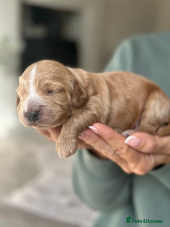 Cockapoo dogs - Advert 2