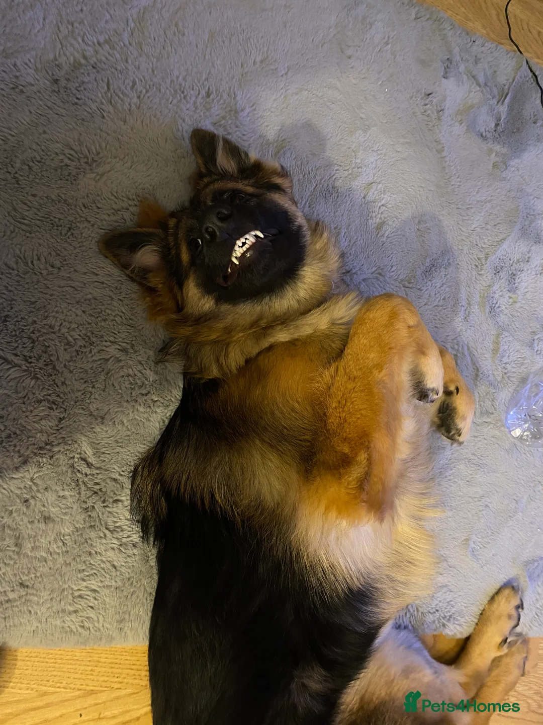 German Shepherd dogs for sale: Bella - German Shepherd looking for a forever home - Advert 21