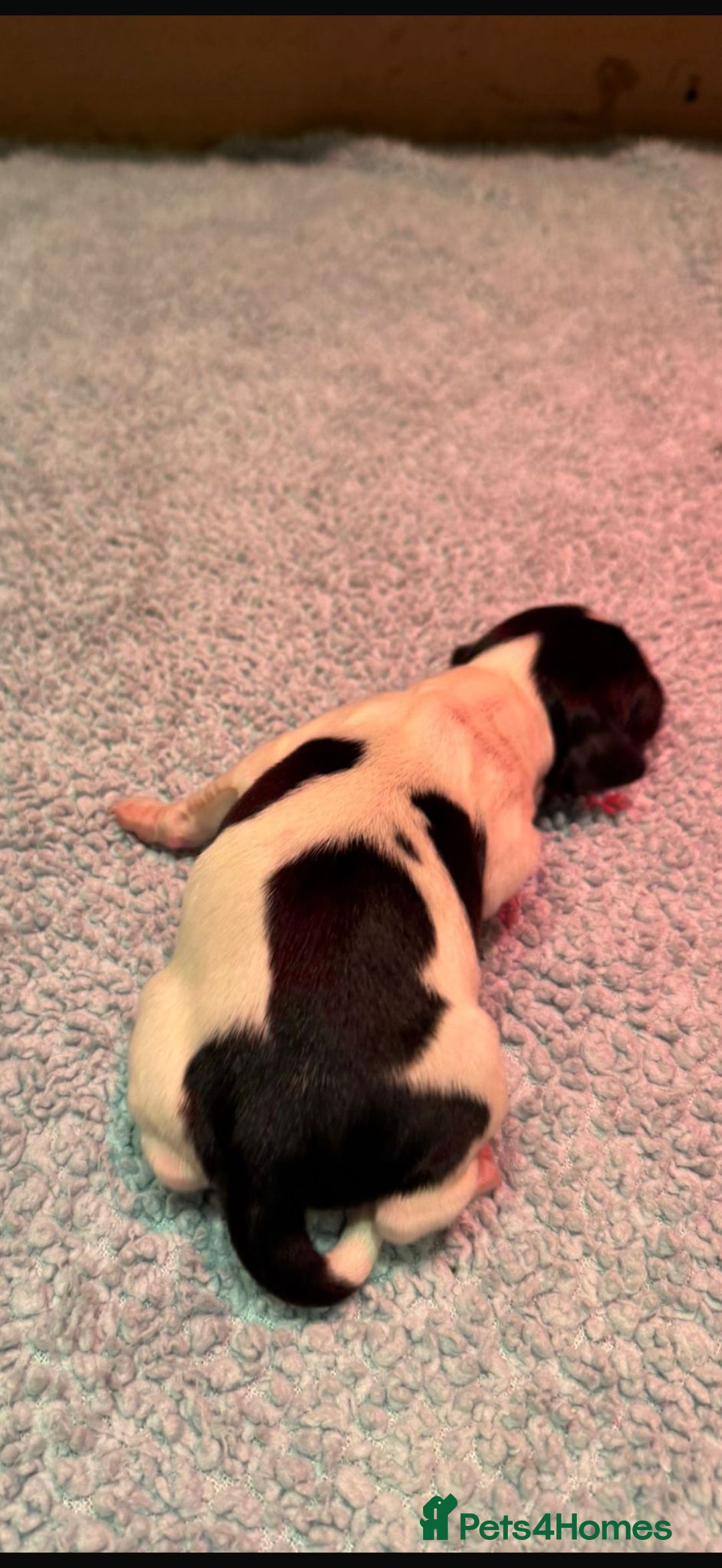 English Springer Spaniel dogs for sale: KC Reg English Springer Spaniels in Hampshire - Advert 9