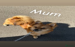 Mixed Breed dogs for sale: a Paperanian cross Pug  - Image 5