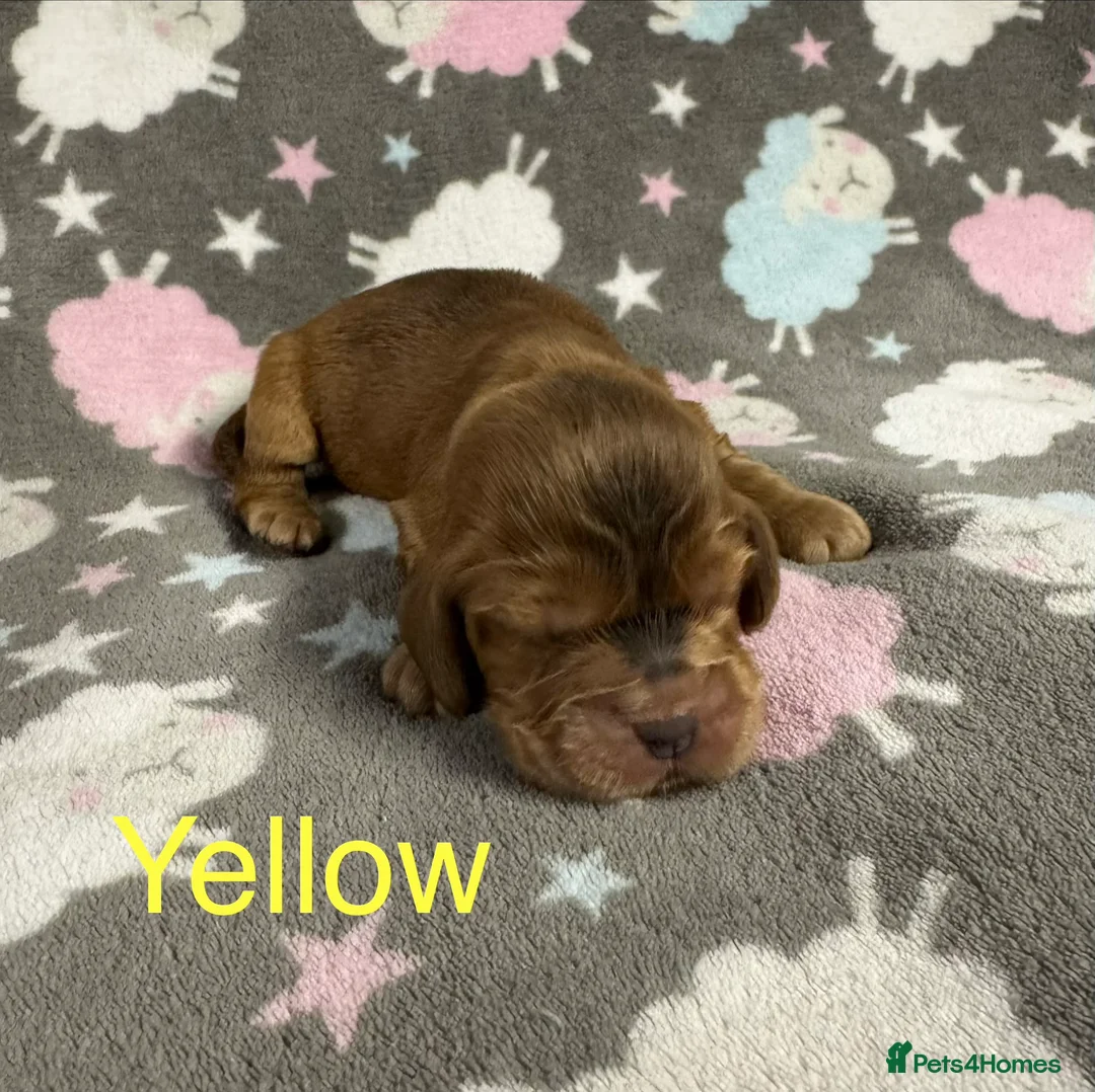 Cocker Spaniel dogs for sale: Outstanding Show Quality Show Type Cocker Spaniels - Advert 24