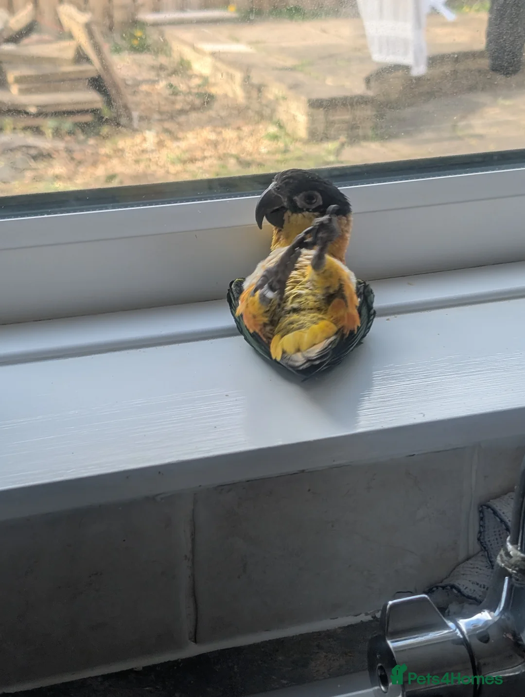 Parrots birds for sale: 2 black headed caiques (sold as pair) in Bedlington - Advert 4