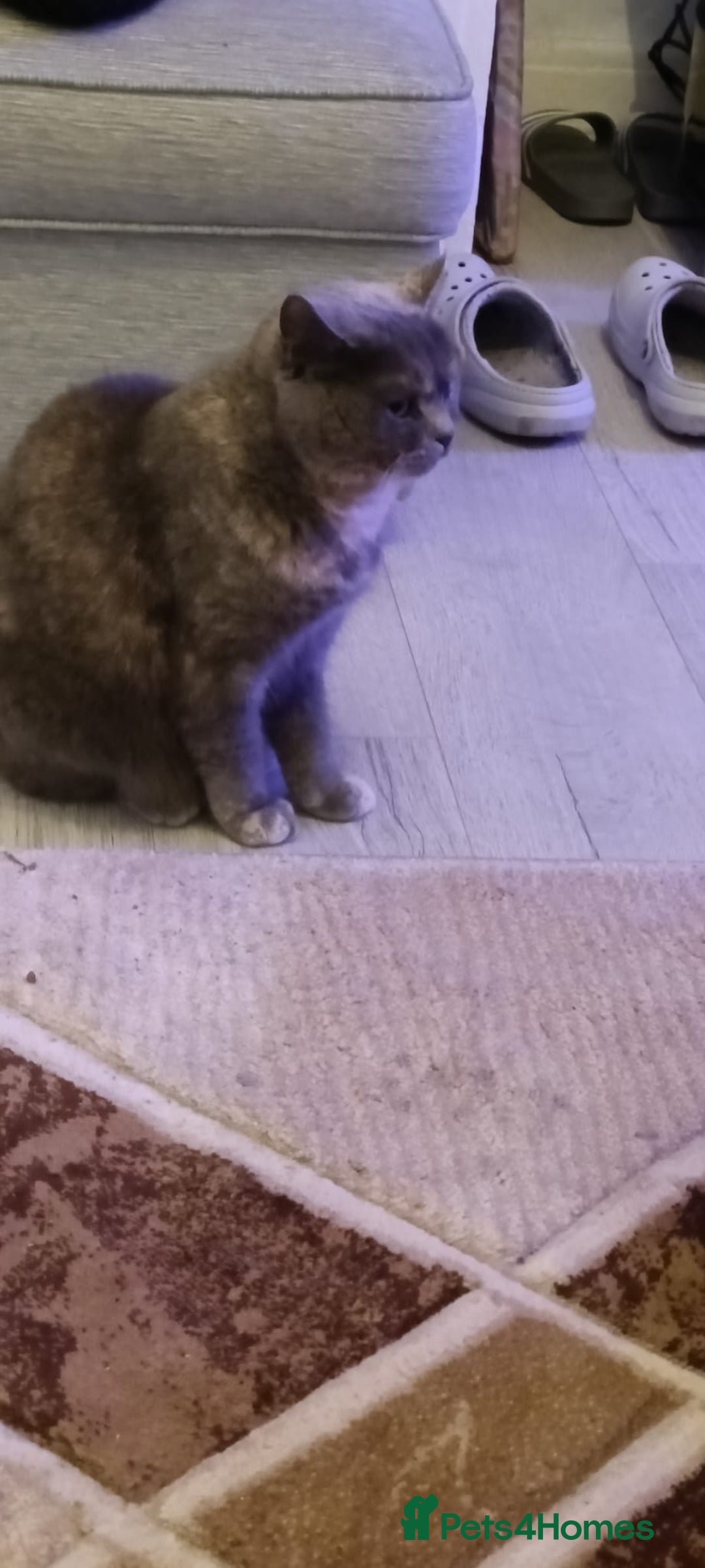 Persian cats for sale: Persian blue - Advert 4