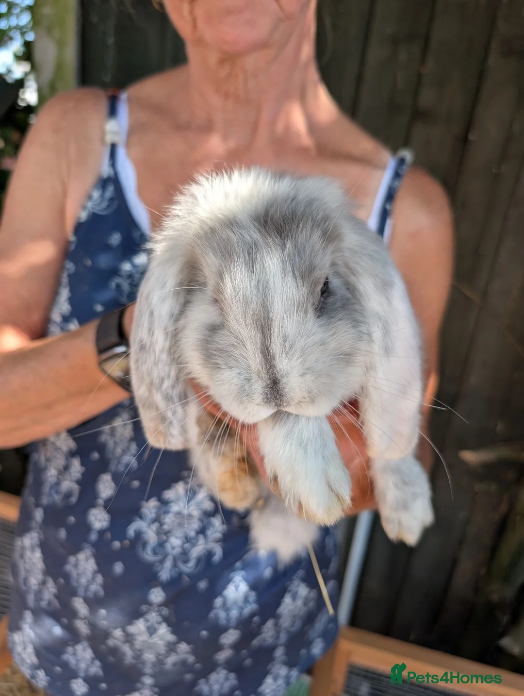 French Lop rabbits for sale: One Beautiful French Lop Buck Remaining - Advert 2