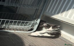 Mixed Breed cats for sale: 2 kittens! - Image 10