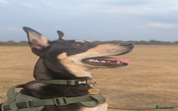 Mixed Breed dogs for adoption: Oreo - sweet little lad - Advert 6