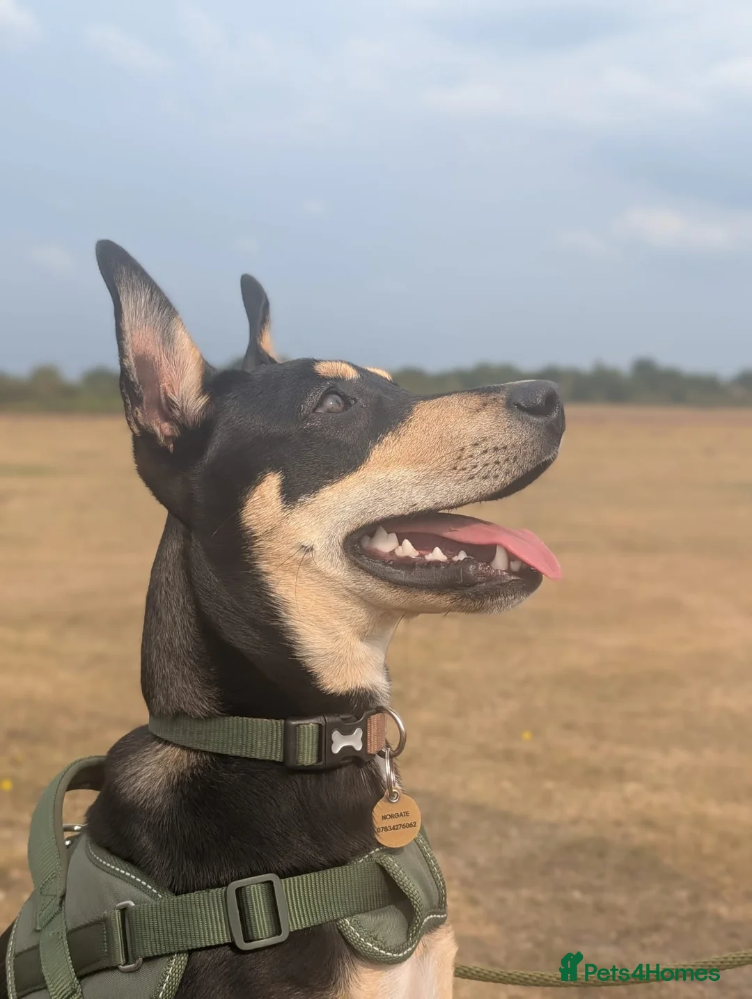 Mixed Breed dogs for adoption: Oreo - very sweet lad - Advert 7