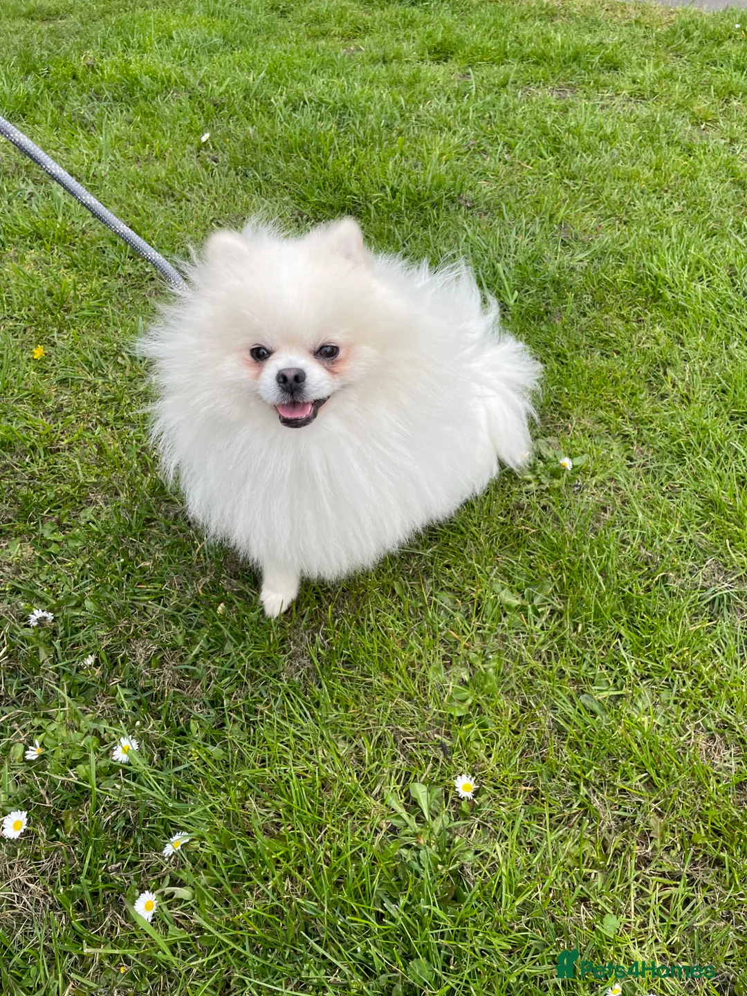 Pomeranian dogs for sale: White KC registered Male - Advert 2