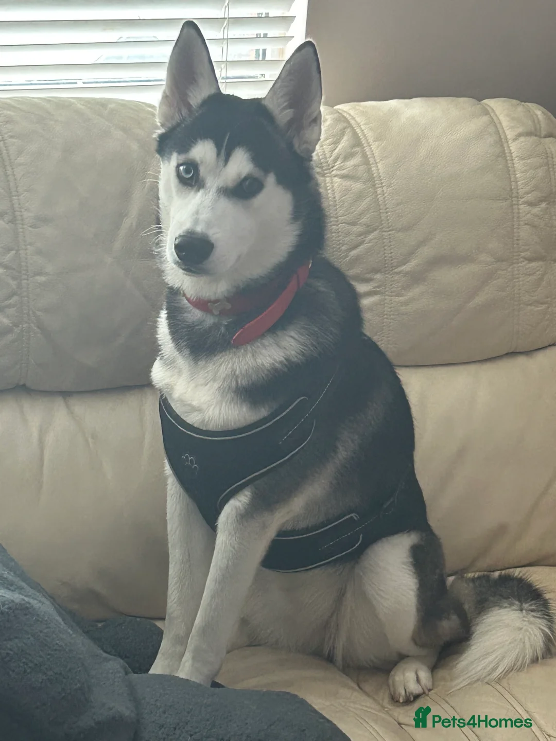 Siberian Husky dogs for sale: Young female Siberian husky needs new 🏡  in Nottingham - Advert 4