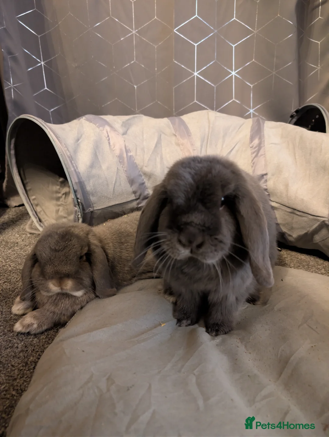 Mini Lop rabbits for sale: Two mini lops for sale  in Dereham - Advert 1