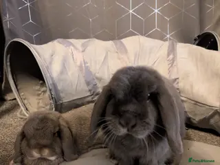 Mini Lop rabbits Two mini lops for sale - Advert 1