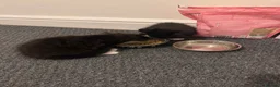 Mixed Breed cats for sale: Kitten  in Wolverhampton - Advert 2