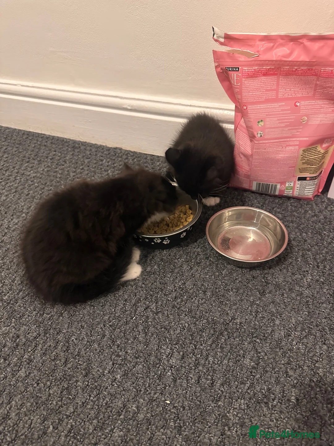 Mixed Breed cats for sale: Kitten  in Wolverhampton - Advert 2