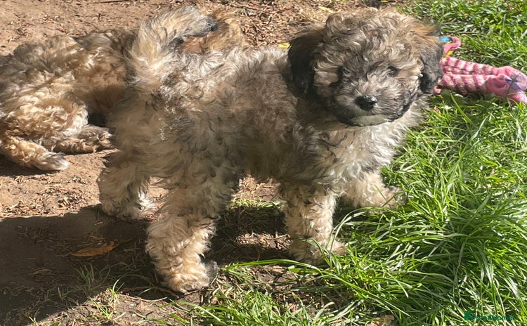 Miniature Poodle dogs - Advert 13
