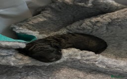 Cockapoo dogs for sale: Cockapoo puppies 3 girls 3 boys  - Image 12