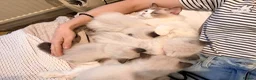 Ragdoll cats for sale: 5 ragdoll kittens  - Advert 11