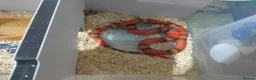 Milk Snake reptiles for sale: TANGERINE HONDURAN MILK SNAKE - Advert 4