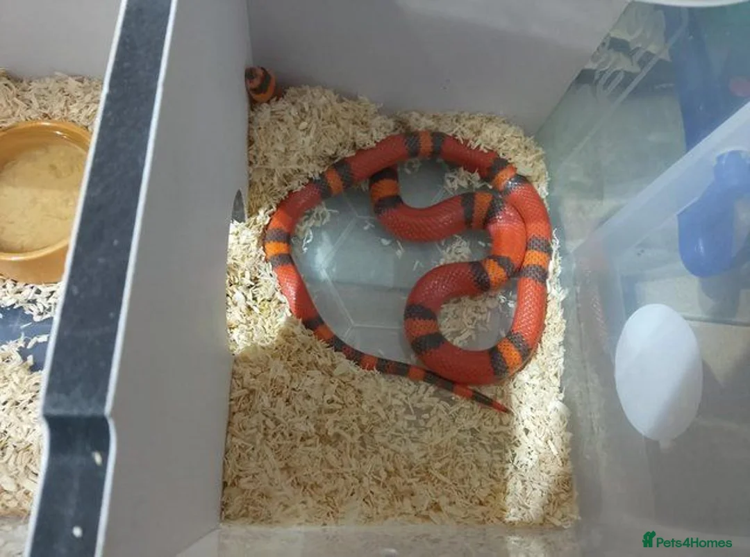 Milk Snake reptiles for sale: TANGERINE HONDURAN MILK SNAKE - Advert 4