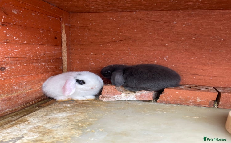 Mini Lop rabbits - Advert 1