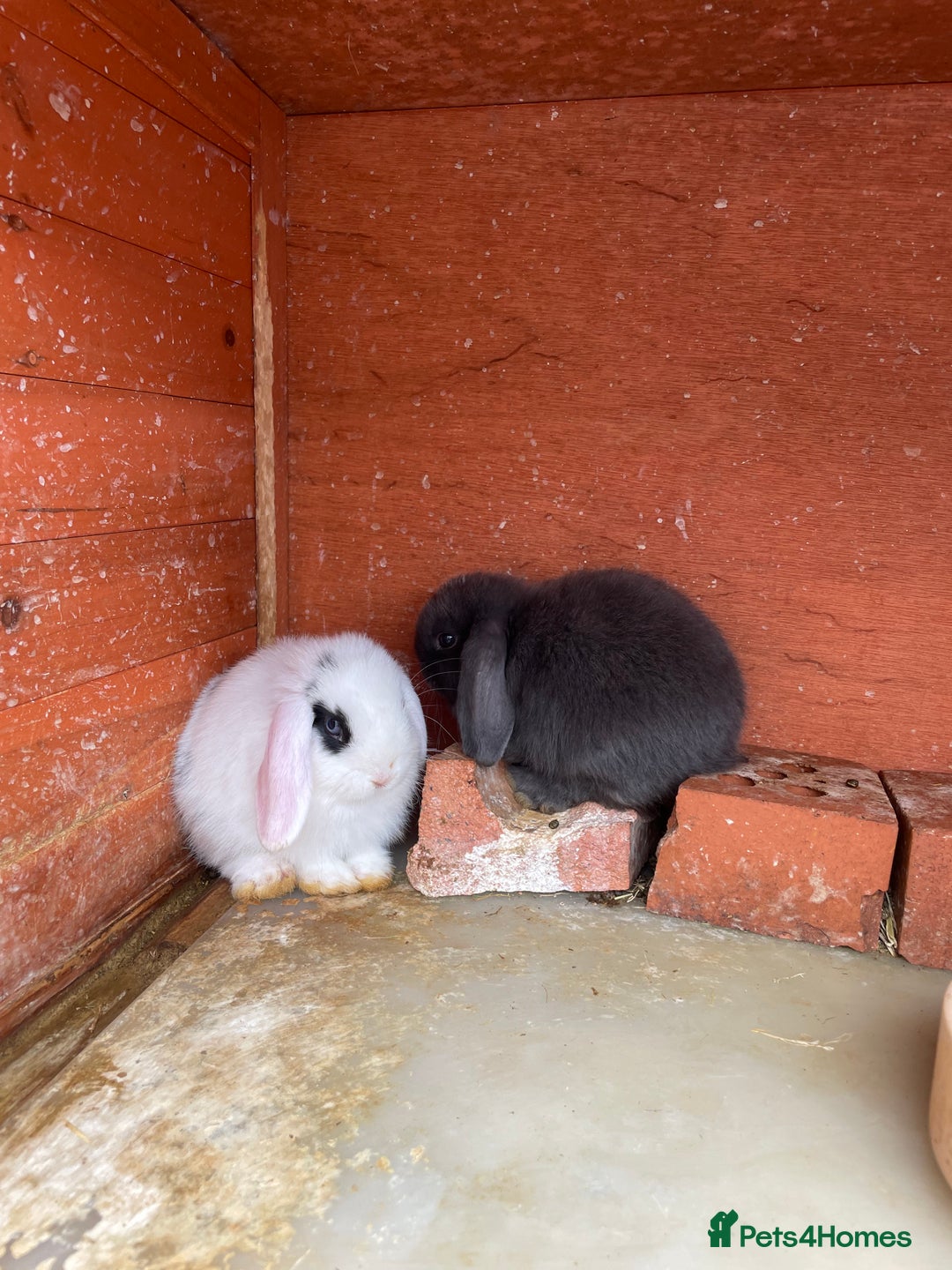 Mini Lop rabbits for sale: 5 mini lop eared Rabbits  - Image 1