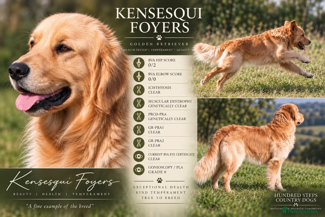 Golden Retriever dogs for stud: KC GOLDEN RETRIEVER STUD EXTENSIVELY HEALTH TESTED - Advert 1