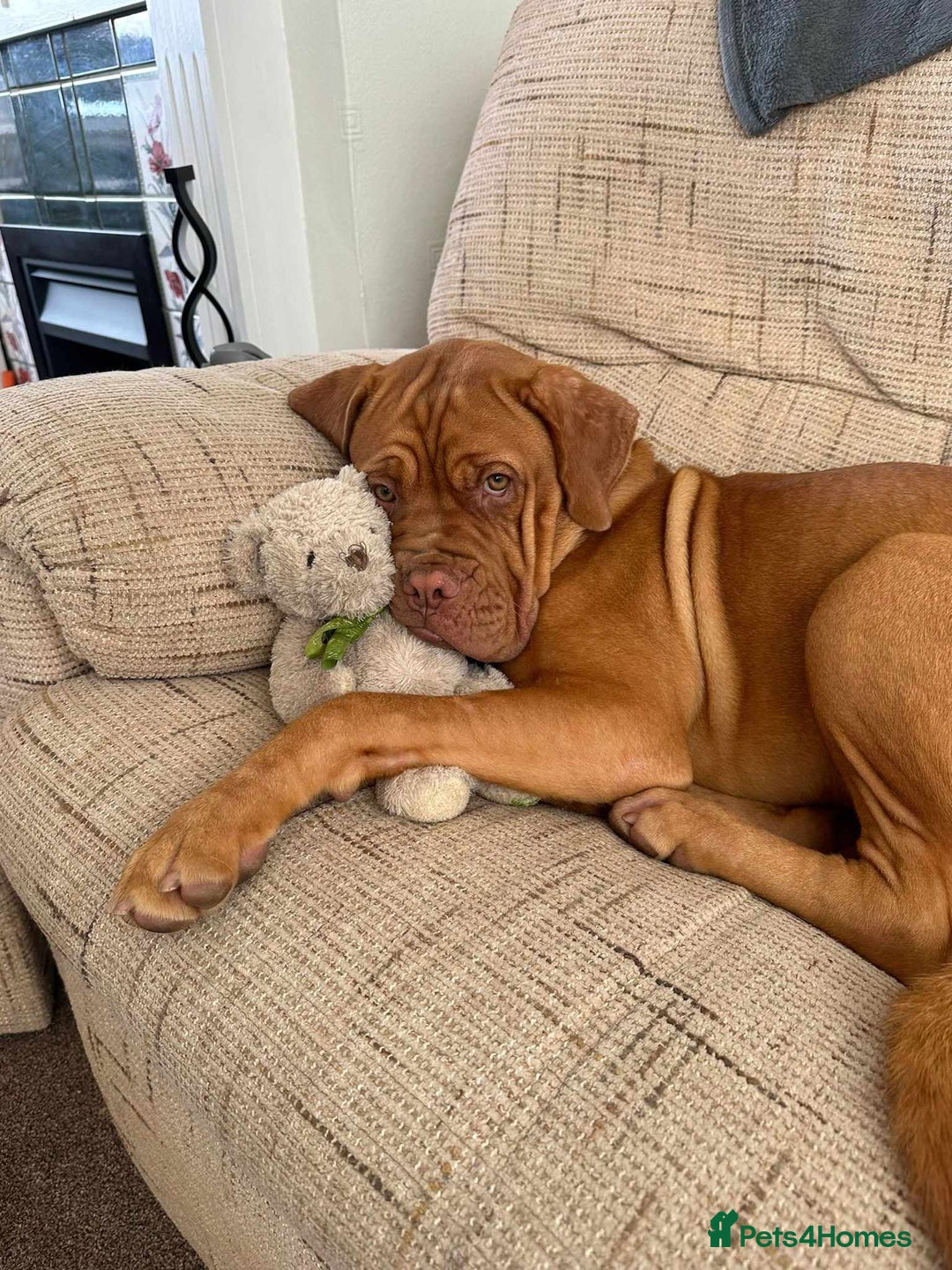 Dogue De Bordeaux dogs for sale: Snooch & River Dogue De Bordeaux 2 & 3 Years old. - Image 4