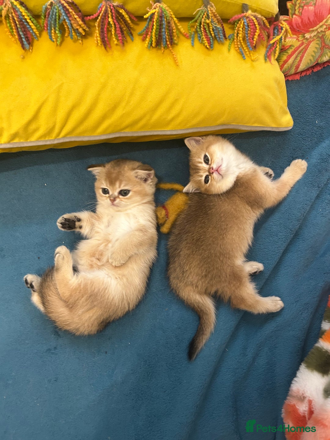 Scottish Fold cats for sale: Gold chinchilla baby’s available  - Advert 31