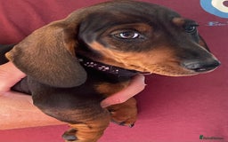 Miniature Dachshund dogs for sale: Miniature Dachshund Reduced - Image 9
