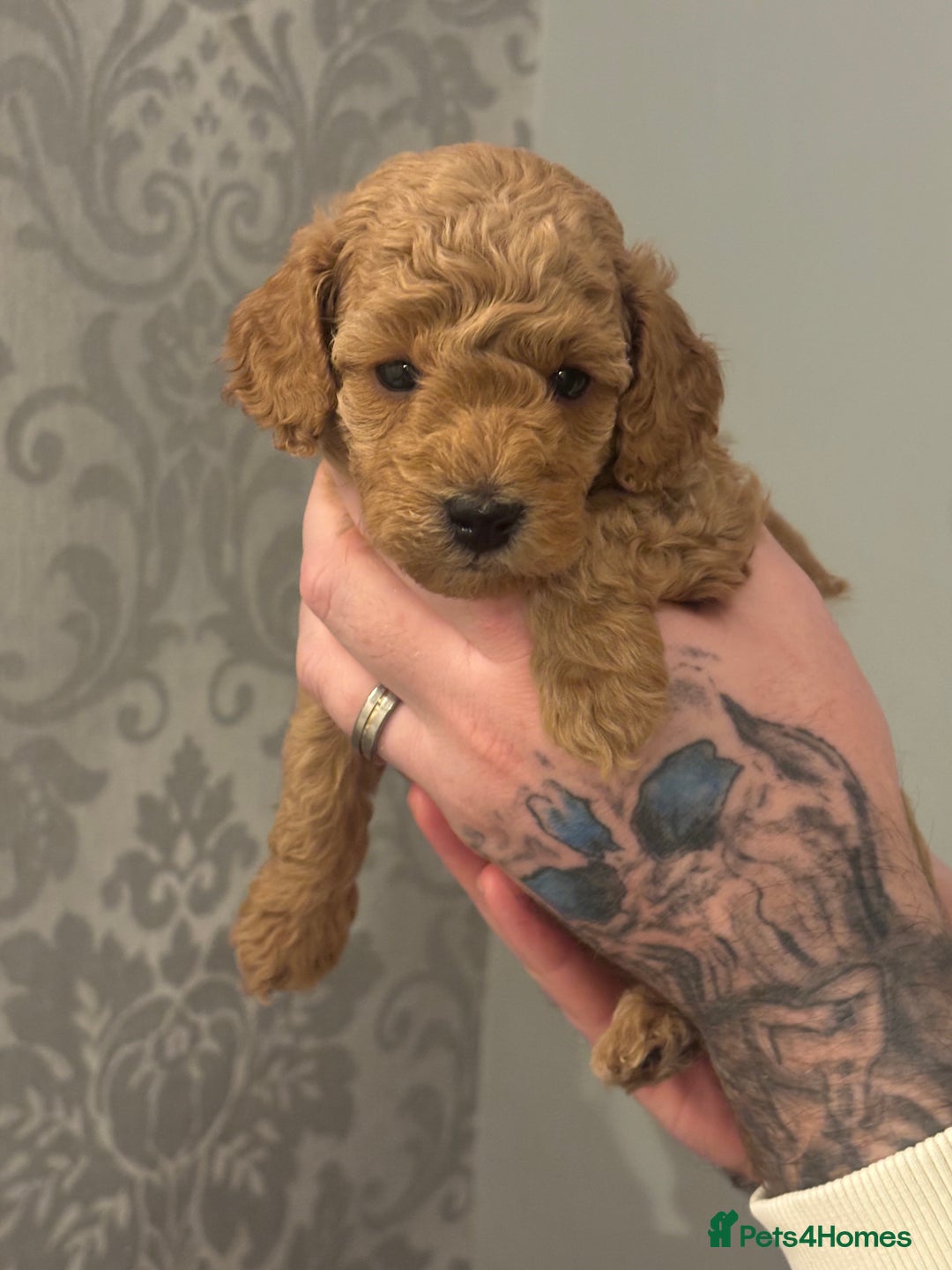 Toy Poodle dogs for sale: Toy poodle puppies *Ready for  ** * - Advert 21