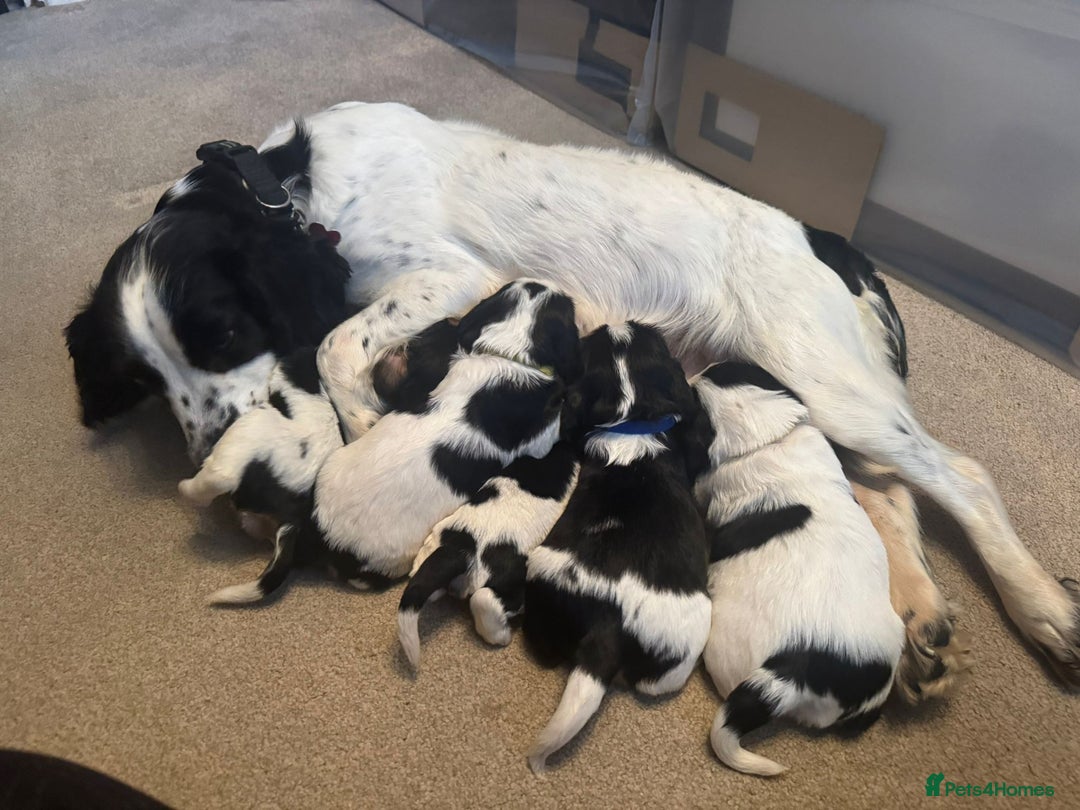 Cockalier dogs for sale: working cocker spaniel  - Image 4