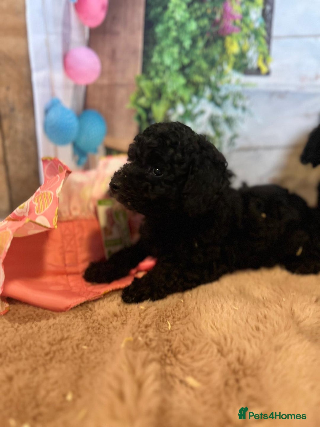 Cavapoo dogs for sale: Cavapoo  - Image 23