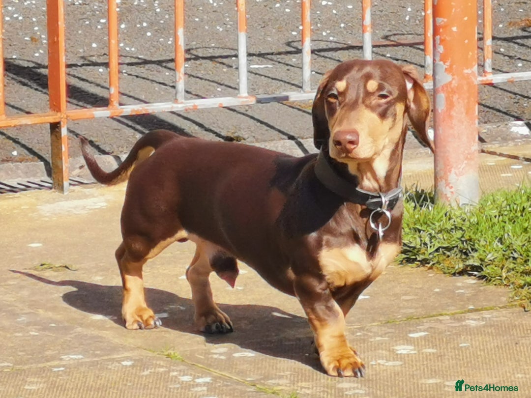 Dachshund dogs for stud: Harley (kleinartemis apollo) kc name  in Glasgow - Advert 2