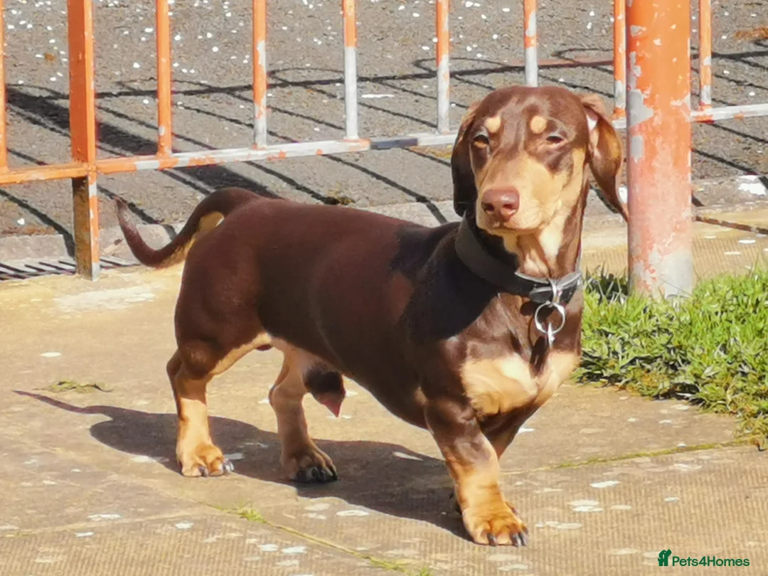 Dachshund dogs for stud: Harley (kleinartemis apollo) kc name  in Glasgow - Advert 2
