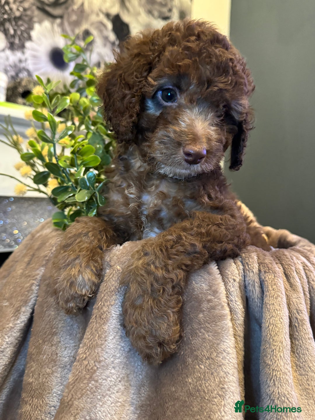 Cockapoo dogs for sale: Miniature Cockapoo Multi Generation  in Darwen - Image 25