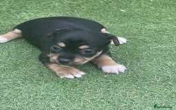 Mixed Breed dogs for sale: Jack Russell  - Image 3